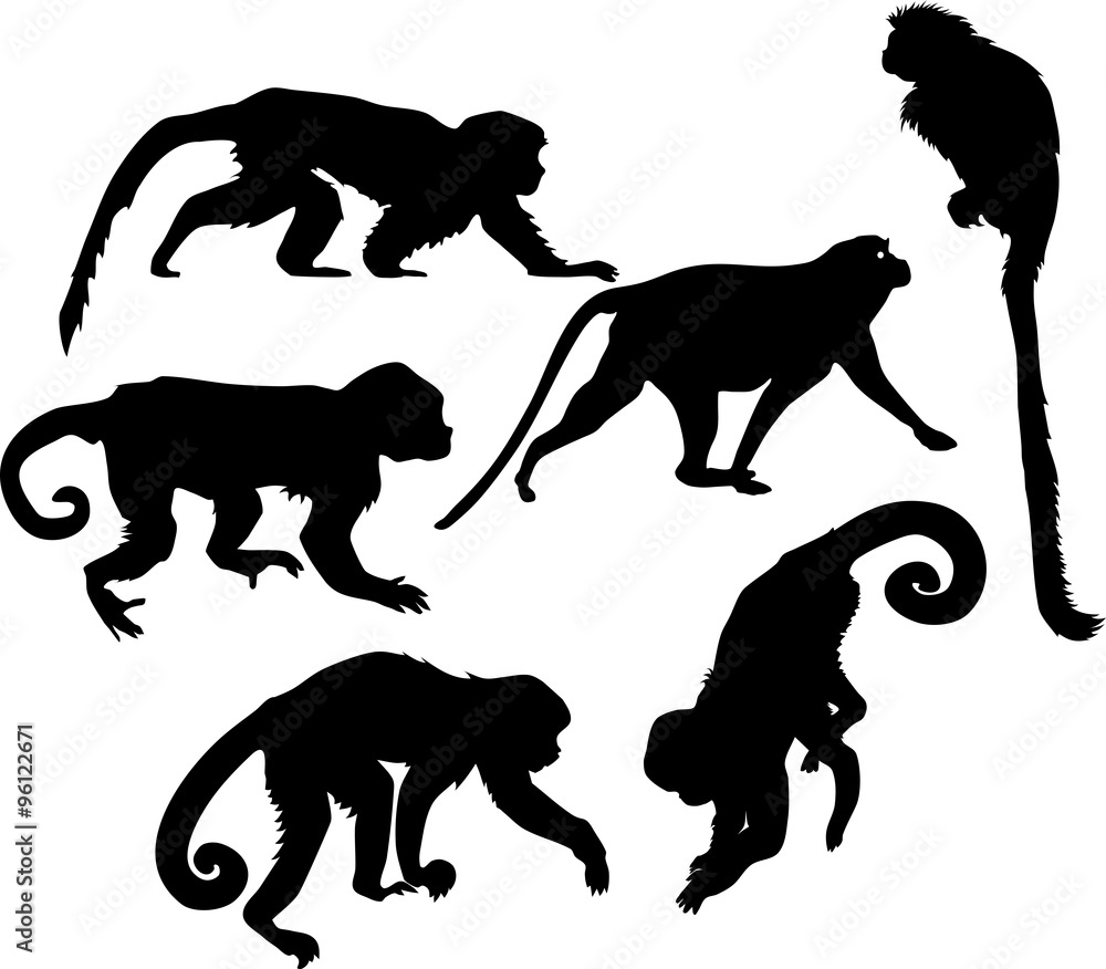 Naklejka premium set of silhouettes of monkeys