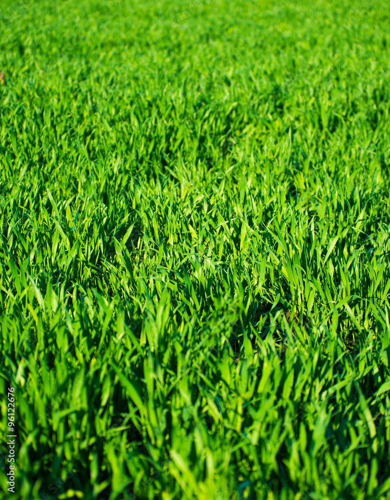 grass texture grass texture
