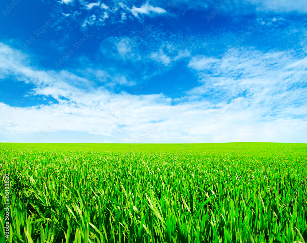 Green field with blue sky Green field with blue sky