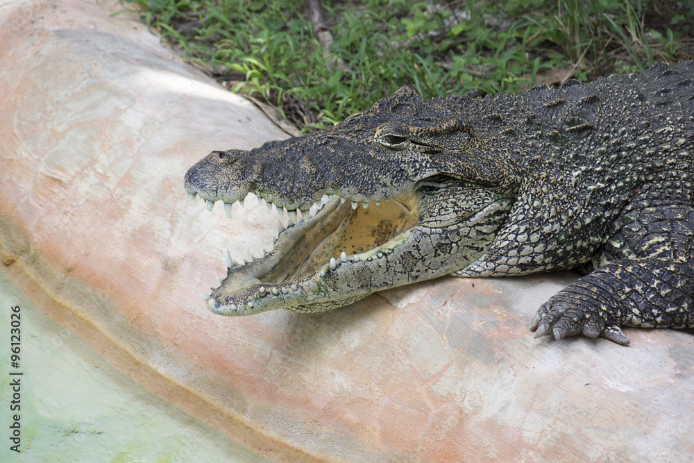 Obraz premium Miami Zoo, Florida, USA - Alligator