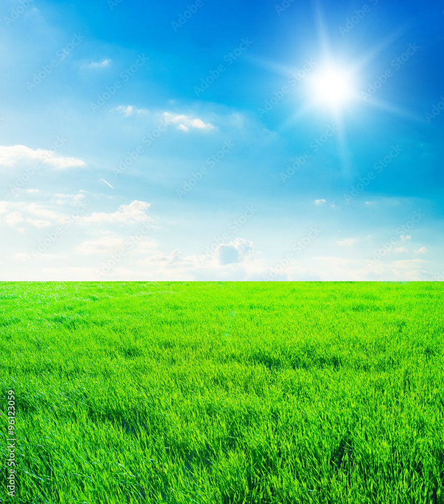 green field and blue sky