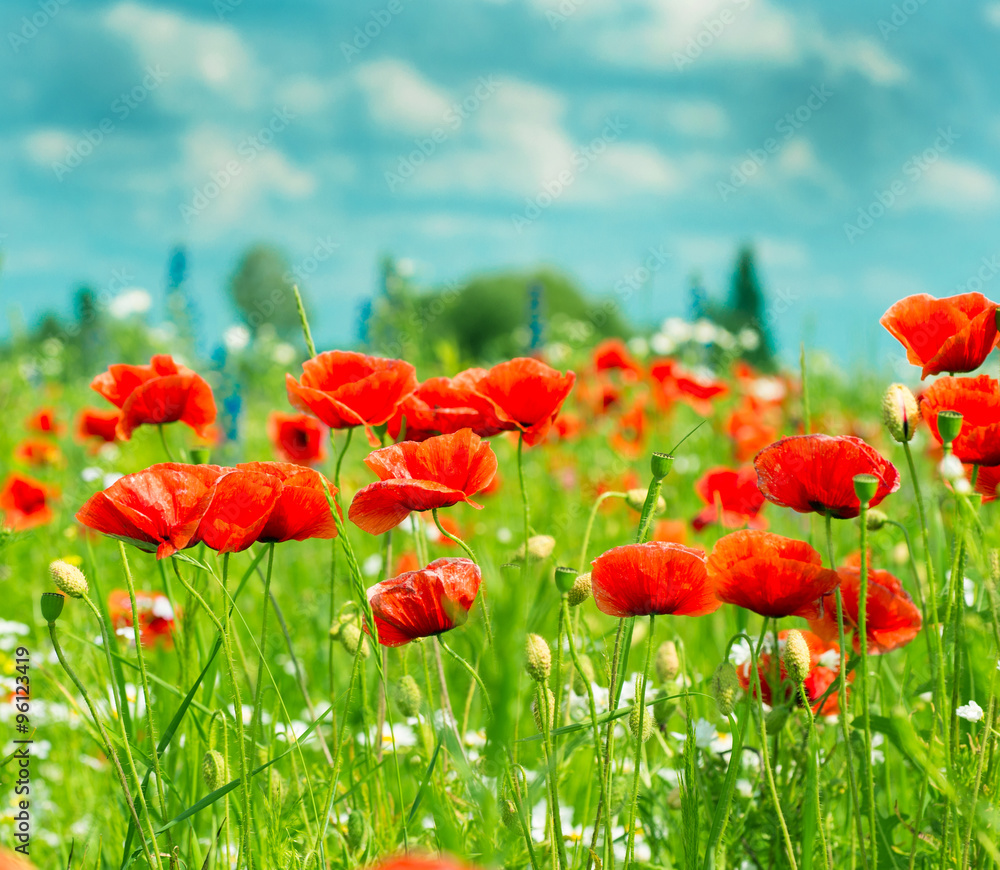 Obraz premium Field of bright red corn poppy flowers in summer