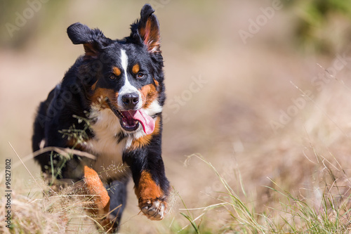 Berner Sennenhund im vollem Sprint