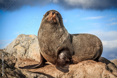 fur seal at the coast