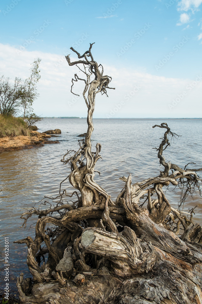 Uprooted tree