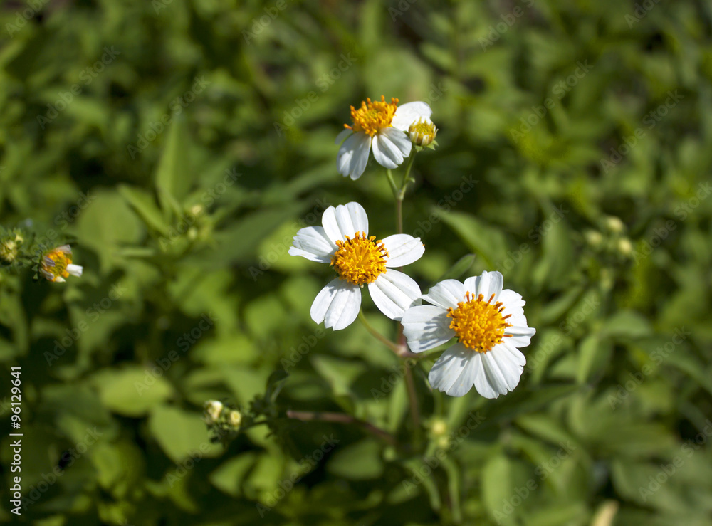 flowers flowers
