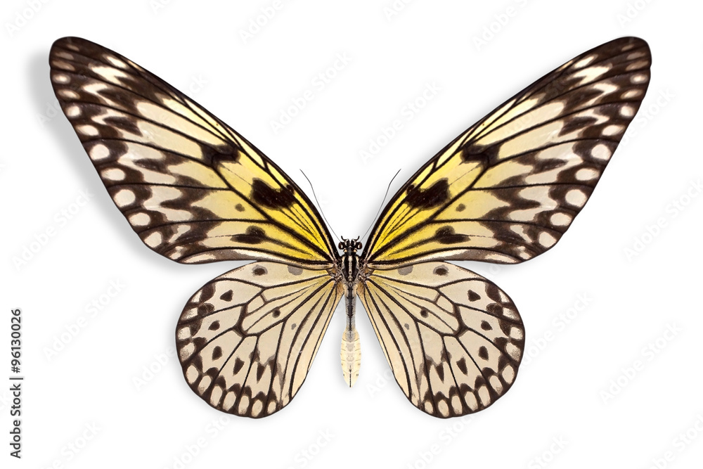 Fototapeta premium beautiful butterfly background