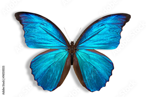 Canvas Print beautiful butterfly background
