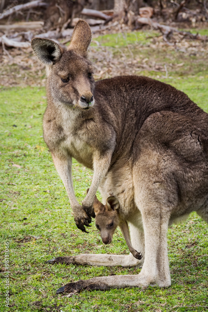 grey kangaroo with a baby grey kangaroo with a baby
