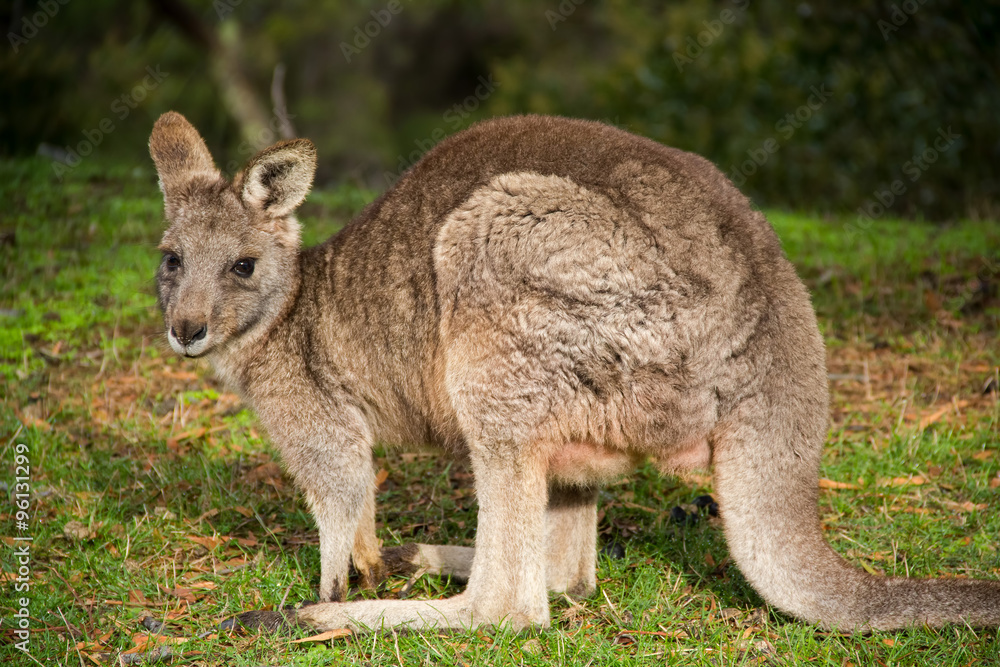 grey kangaroo - Grampians Australian national park grey kangaroo - Grampians Australian national park