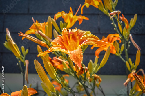Orange lily in Canada