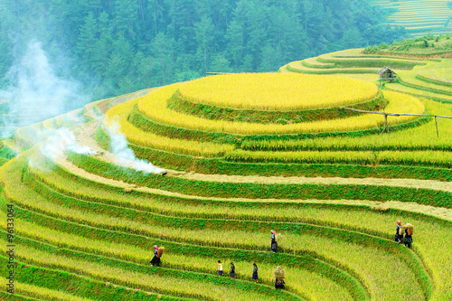 Rice fields on terraced of Mu Cang Chai, YenBai, Vietnam. Rice fields prepare the harvest at Northwest Vietnam.Vietnam landscapes.