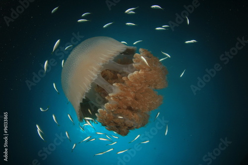 Large Pelagic Jellyfish photo