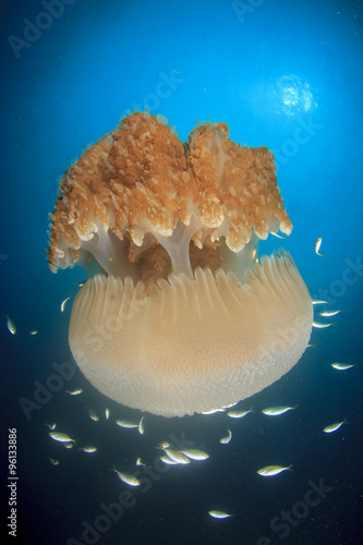 Large Pelagic Jellyfish photo