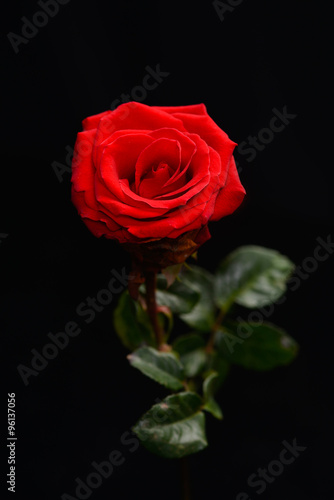 red rose over black ackground