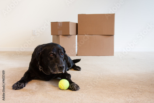 Dog on moving day