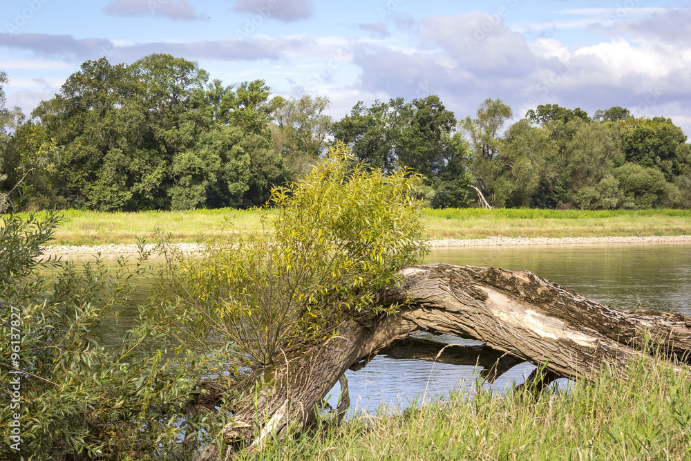 River Elbe Landscape in Summer. Part of a nature reseve. River Elbe Landscape in Summer. Part of a nature reseve.