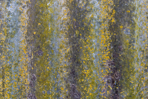 background rock moss texture