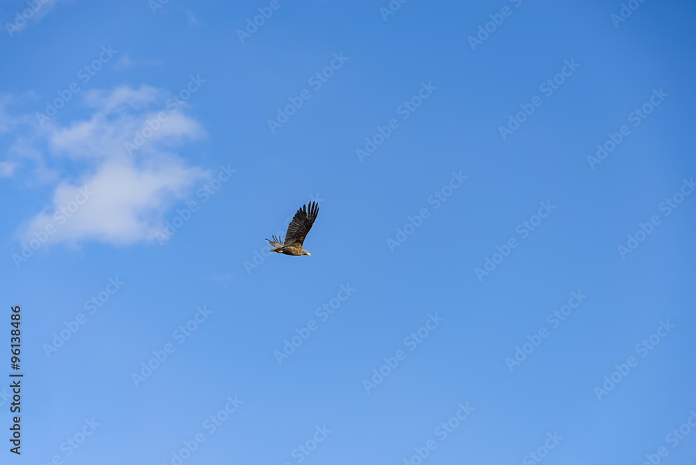 White-tailed eagle.
White-tailed eagle soars above the earth in search of prey. White-tailed eagle.
White-tailed eagle soars above the earth in search of prey.