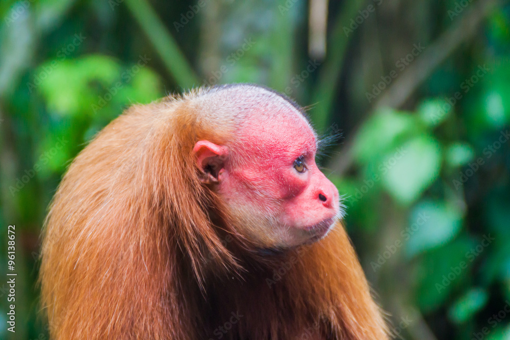 Obraz premium The bald uakari monkey (Cacajao calvus) in Amazon Animal Orphanage Pilpintuwasi in village Padre Cocha near Iquitos, Peru
