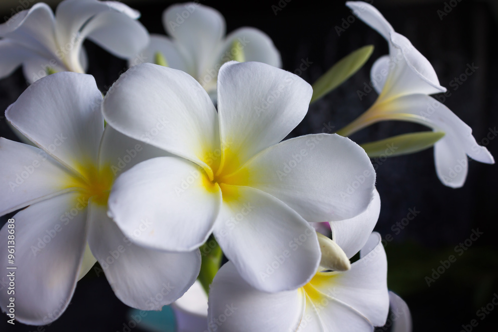 Fototapeta premium Isolate beautiful charming white flower plumeria bunch in lovely dot pattern cup on black background