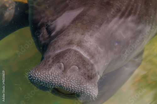 Amazonian manatee (Trichechus inunguis) in Amazon Manatee Rescue Center near Iquitos, Peru photo