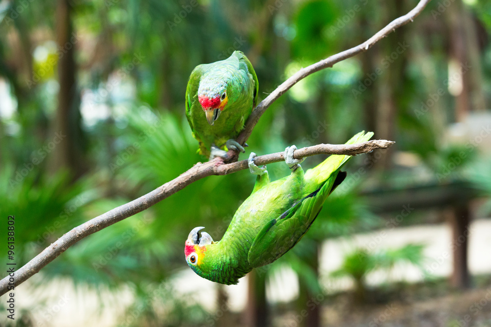 Obraz premium parrot bird