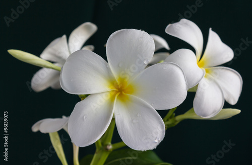 Isolate beautiful charming white flower plumeria bunch in lovely dot pattern cup on black background