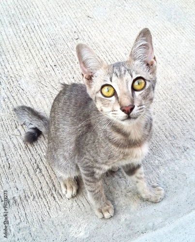 Thai Cat