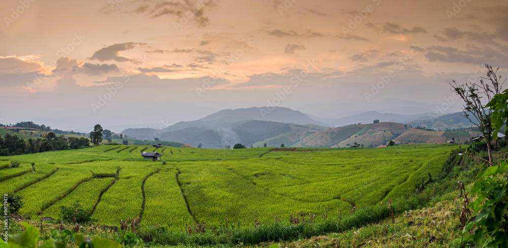 Pa Pong Pieng , Thailand Terraced Rice Field