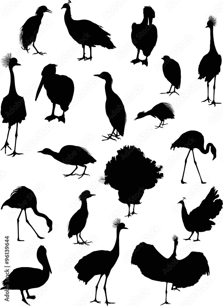 eighteen isolated black birds eighteen isolated black birds