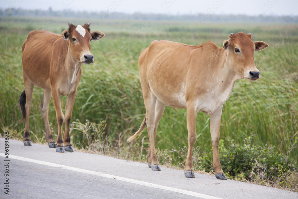 two cows on the road