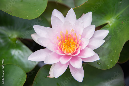 water drops on pink lotus petals 