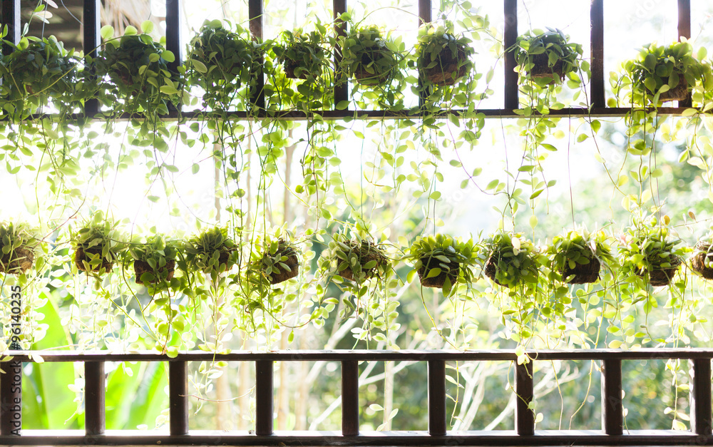 Fototapeta premium Beautiful hanging green plant on light background