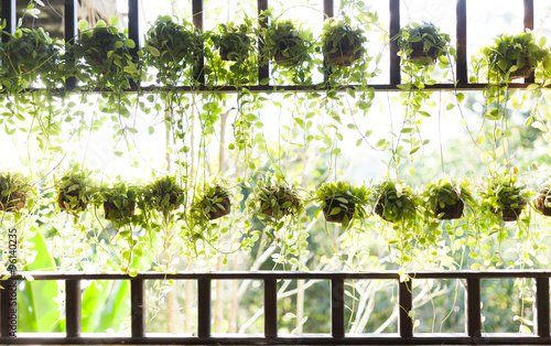 Beautiful hanging green plant on light background