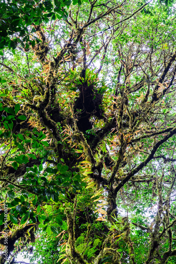 Rainforest at Doi inthanon in Chiang Mai, Thailand. Rainforest at Doi inthanon in Chiang Mai, Thailand.