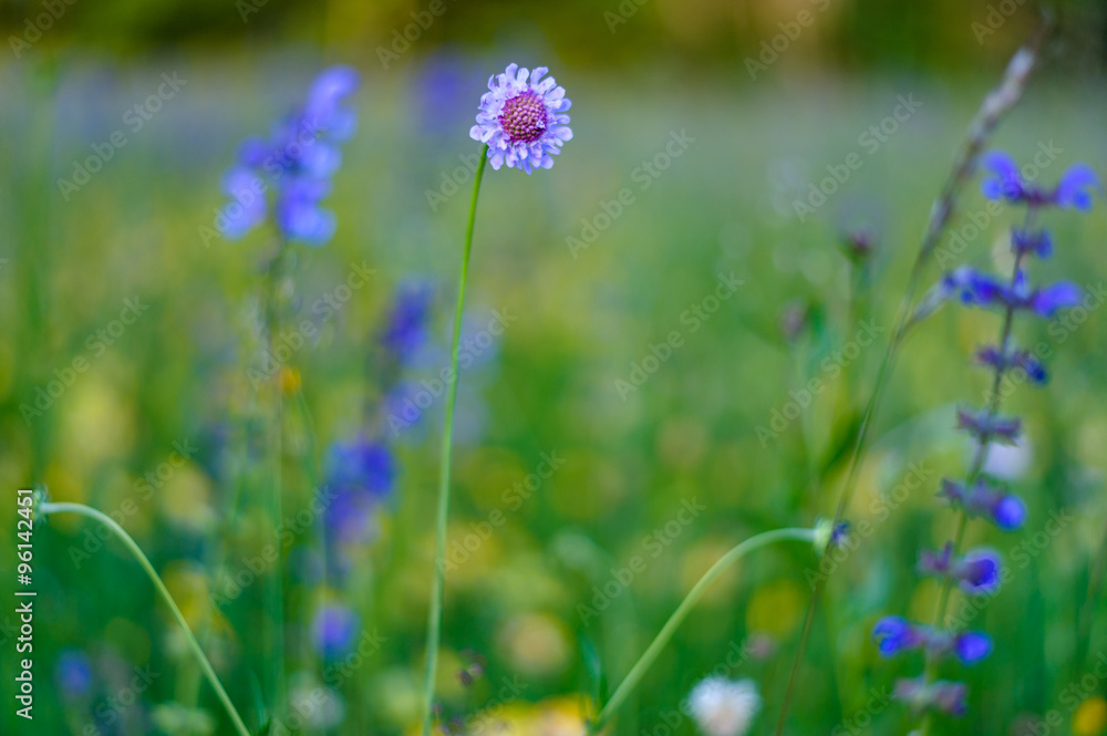 Purple meadow flower. Purple meadow flower.