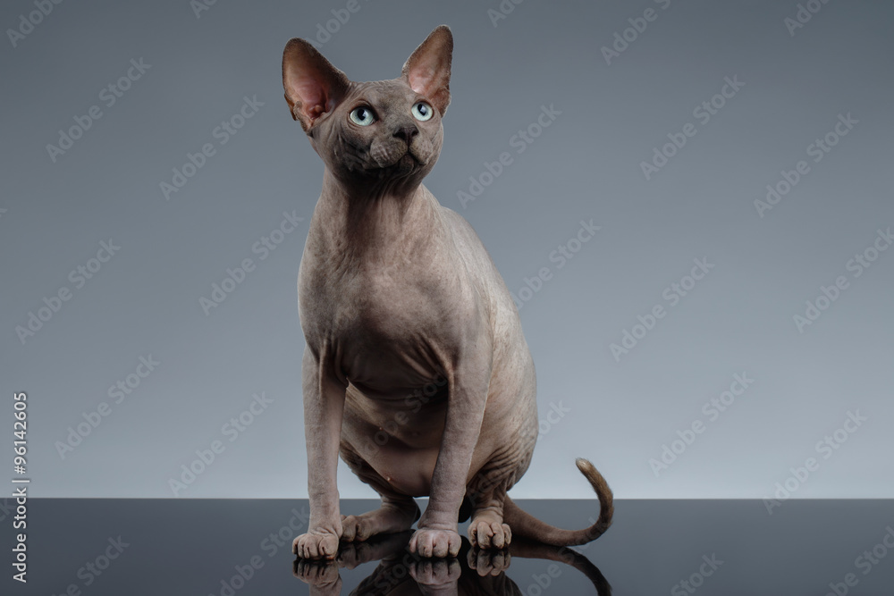 Sphynx Cat Sits and Looking up on Black