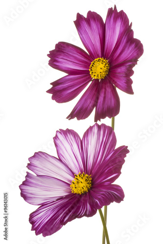 cosmos flower