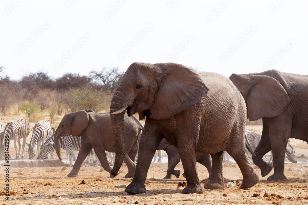 Fototapeta premium herd of African elephants at a waterhole
