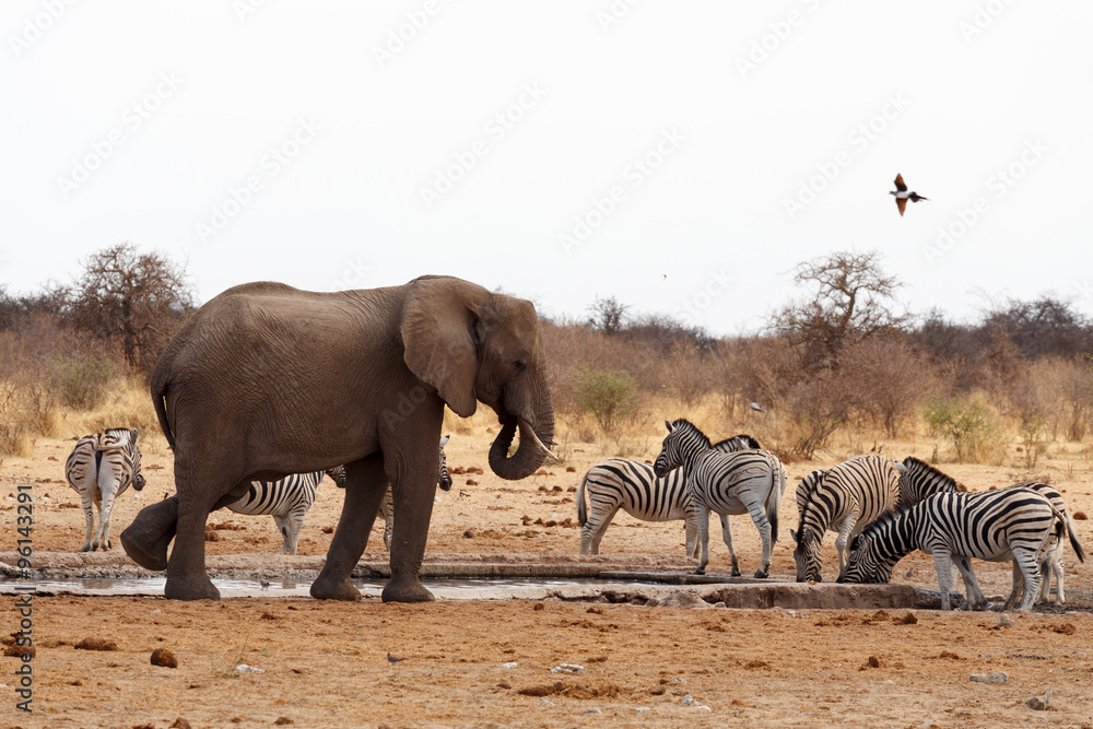 Fototapeta premium African elephants at a waterhole
