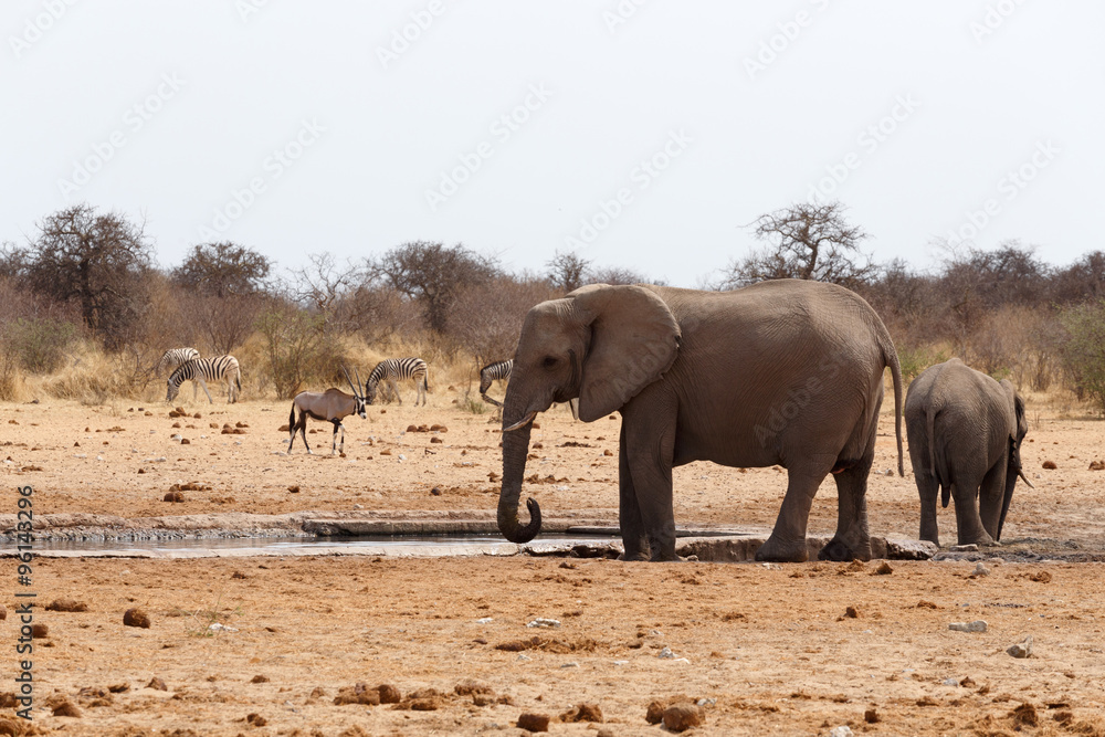herd of African elephants at a waterhole herd of African elephants at a waterhole