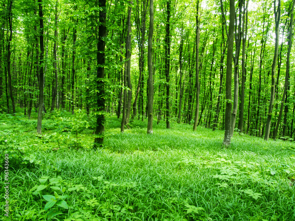 Obraz premium Nature background of green forest