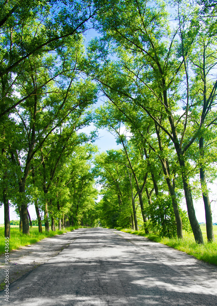 Asphalt road in the deciduous forest.