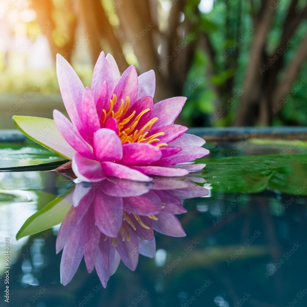 beautiful pink waterlily or lotus flower in pond beautiful pink waterlily or lotus flower in pond