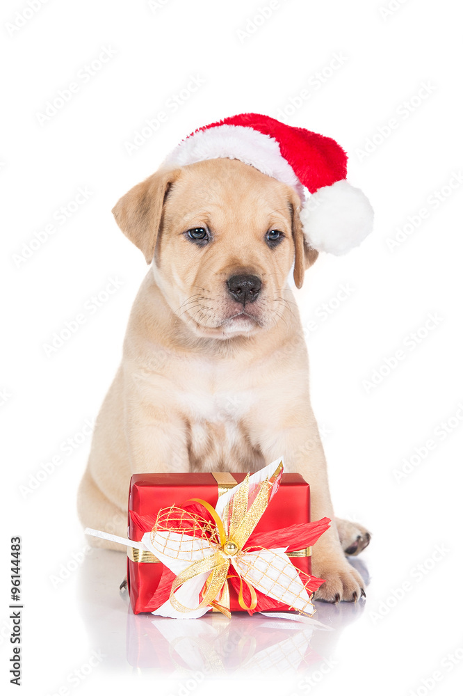 American staffordshire terrier puppy dressed in a christmas hat with a present