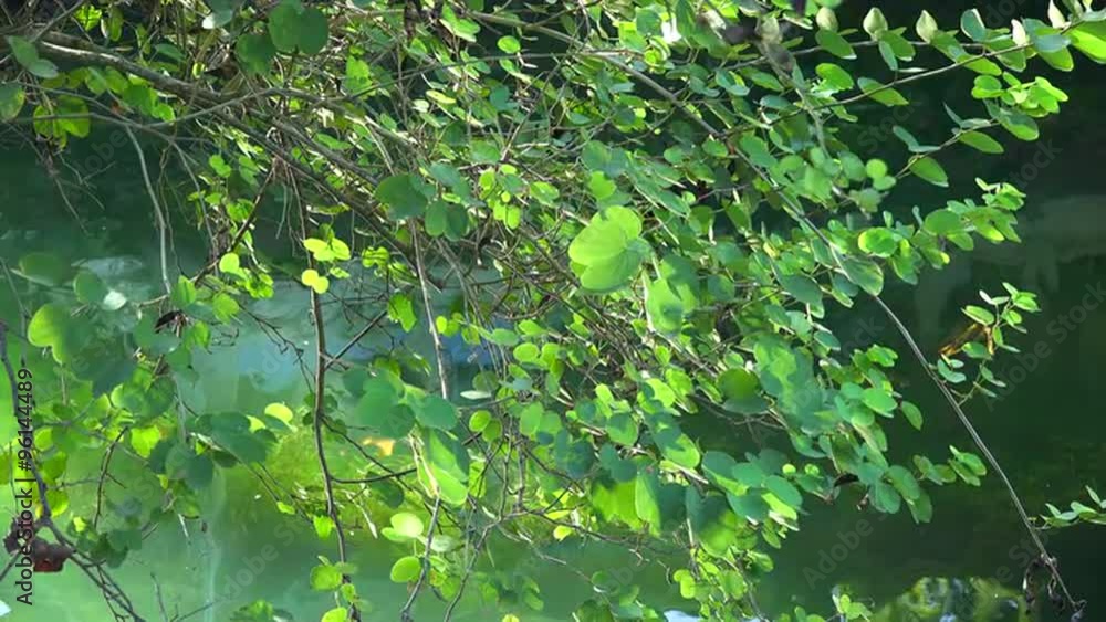 Overflow of light and shadow in the pond. 4k video Overflow of light and shadow in the pond. 4k video