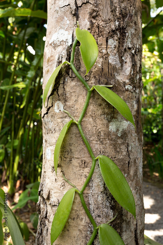 Fresh Vanilla leaves on tree photo