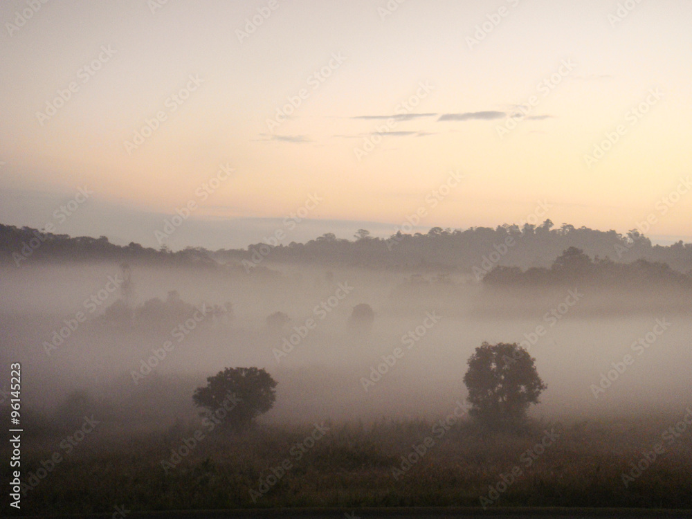 fog in forest