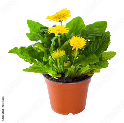 Blossoming plant of yellow gerbera in flowerpot isolated on whit